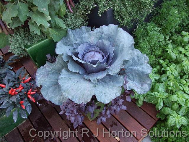 Cabbage ornamental